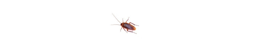 Cucarachas