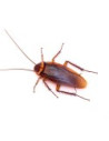 Cucarachas