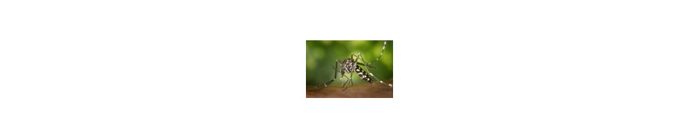 Mosquitos