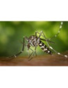 Mosquitos