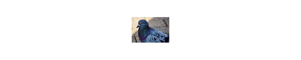 Palomas