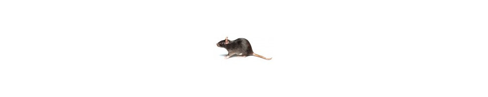 Ratas