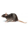 Ratas