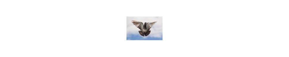 Aves