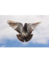 Aves