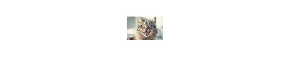 Gatos