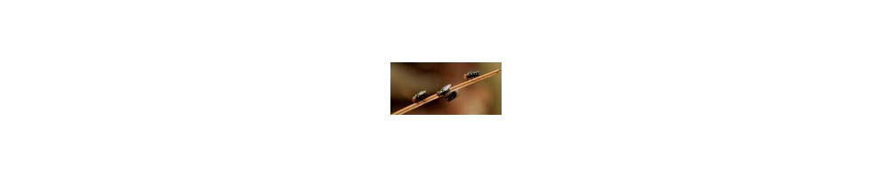 Insectos