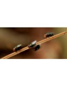 Insectos