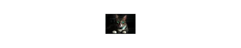 Gatos